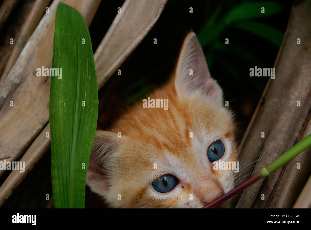 cute kitten hiding in grassy leaves Stock Photo - Alamy