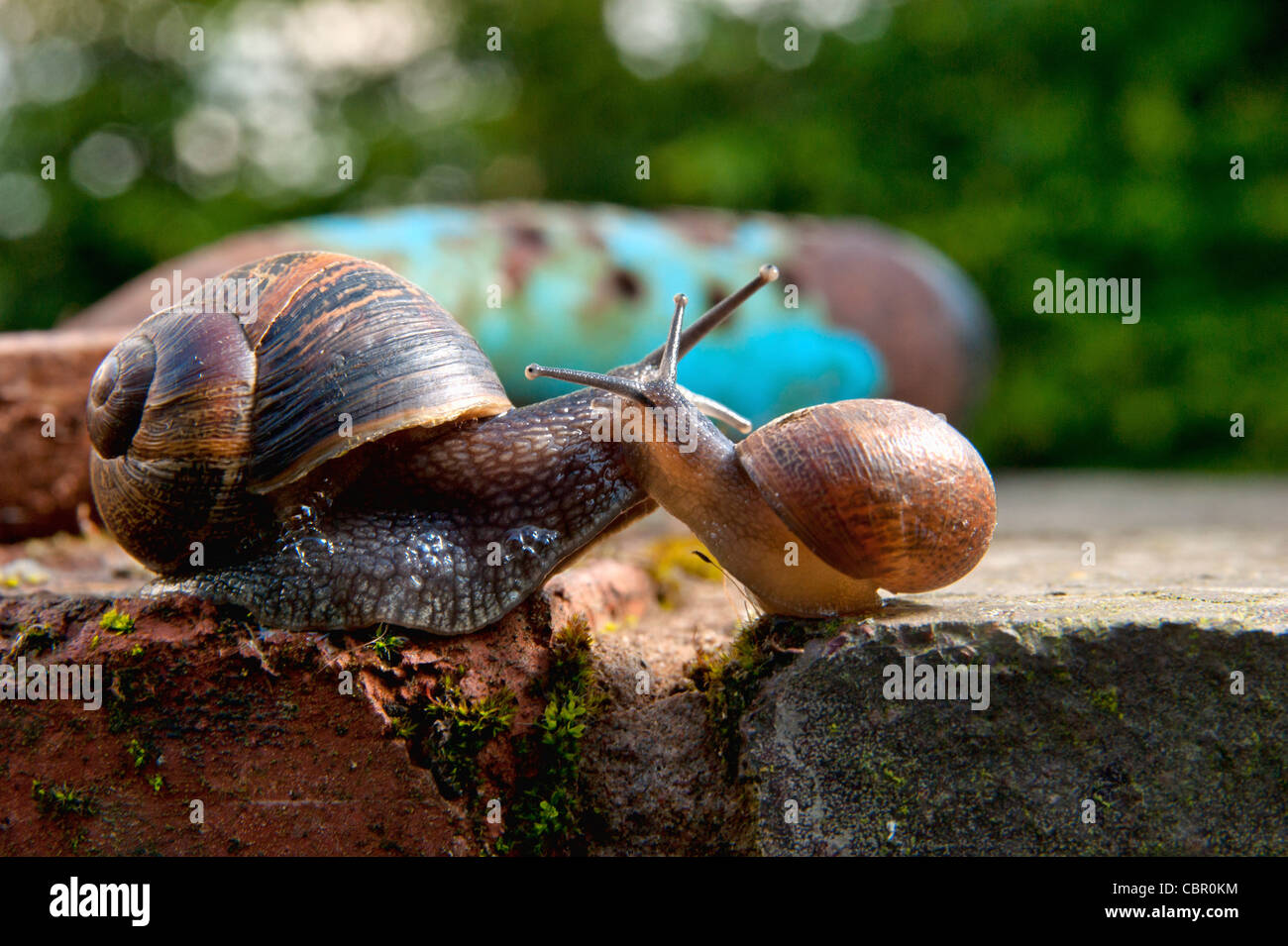 Two snails meeting on a garden wall Stock Photo