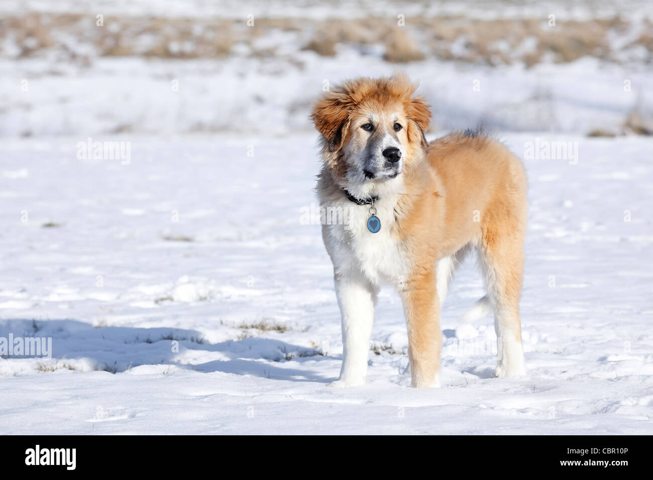 Large, mixed breed puppy, standing outdoors, winter. Stock Photo