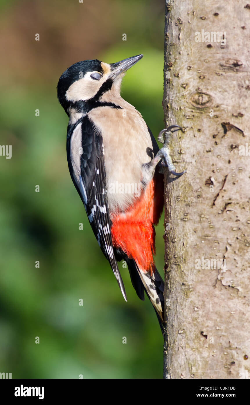 Great Spotted Woodpecker  showing its Nictitating Membrane Stock Photo