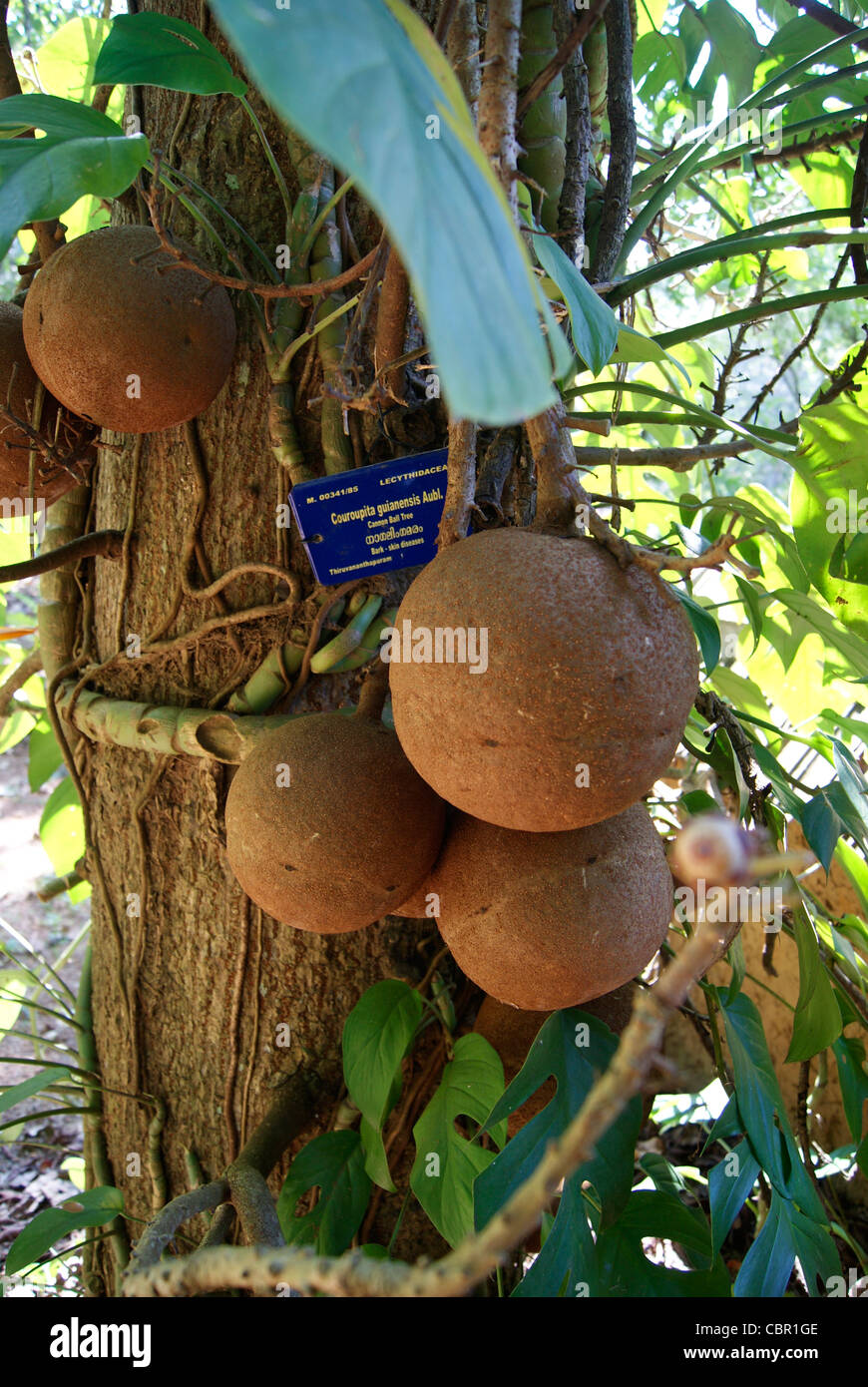 cannon Ball tree and its fruits. Couroupita guianensis aubl Stock Photo