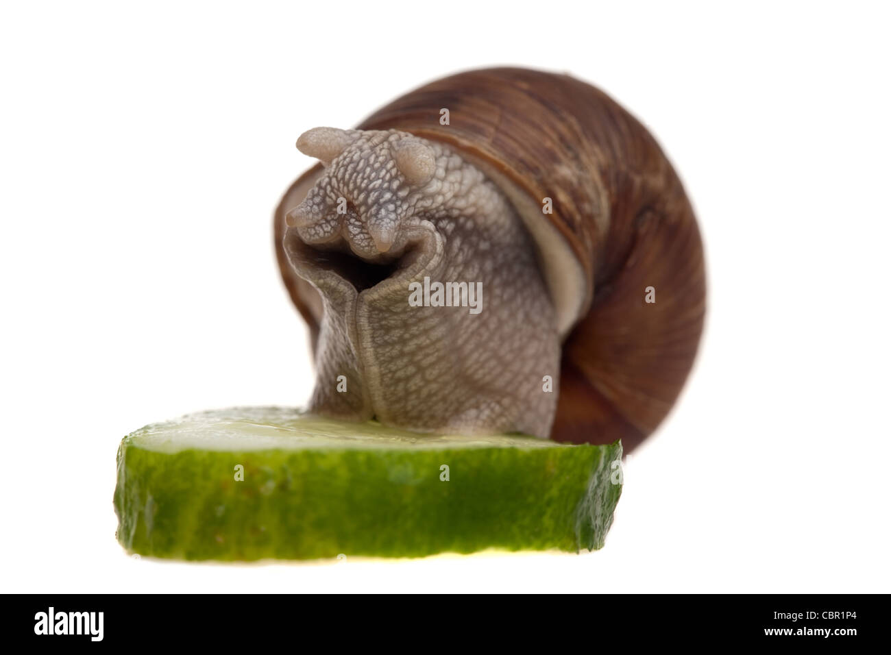 closeup of snail eating green cucumber isolated on white Stock Photo