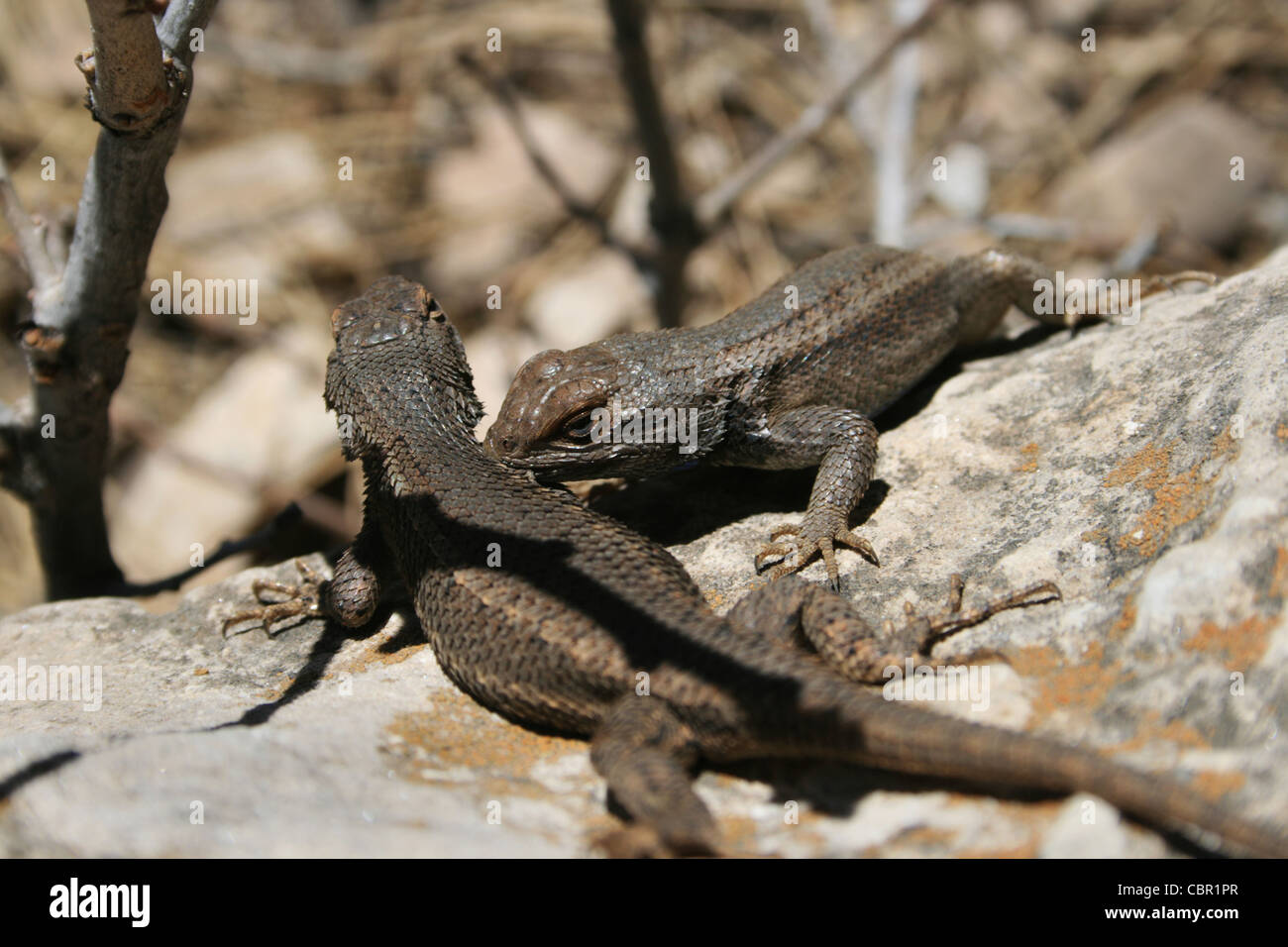 western fence lizards (Sceloporus occidentalis) fighting with one biting the other Stock Photo