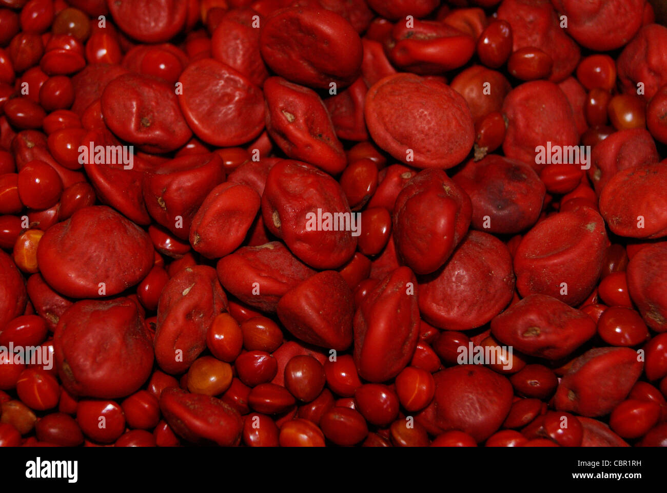 seeds of red bead tree(sage Tree) being collected.Botanical Name is Adenanthera pavonina Stock Photo