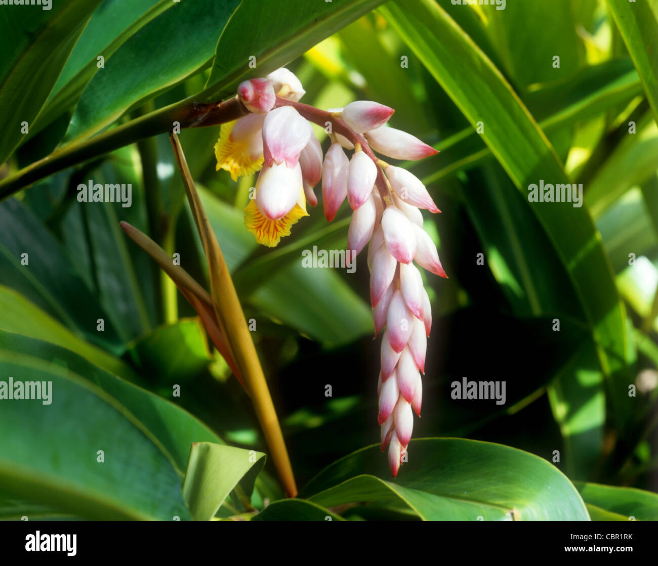 Shell ginger, flower, Hawaii Stock Photo Alamy