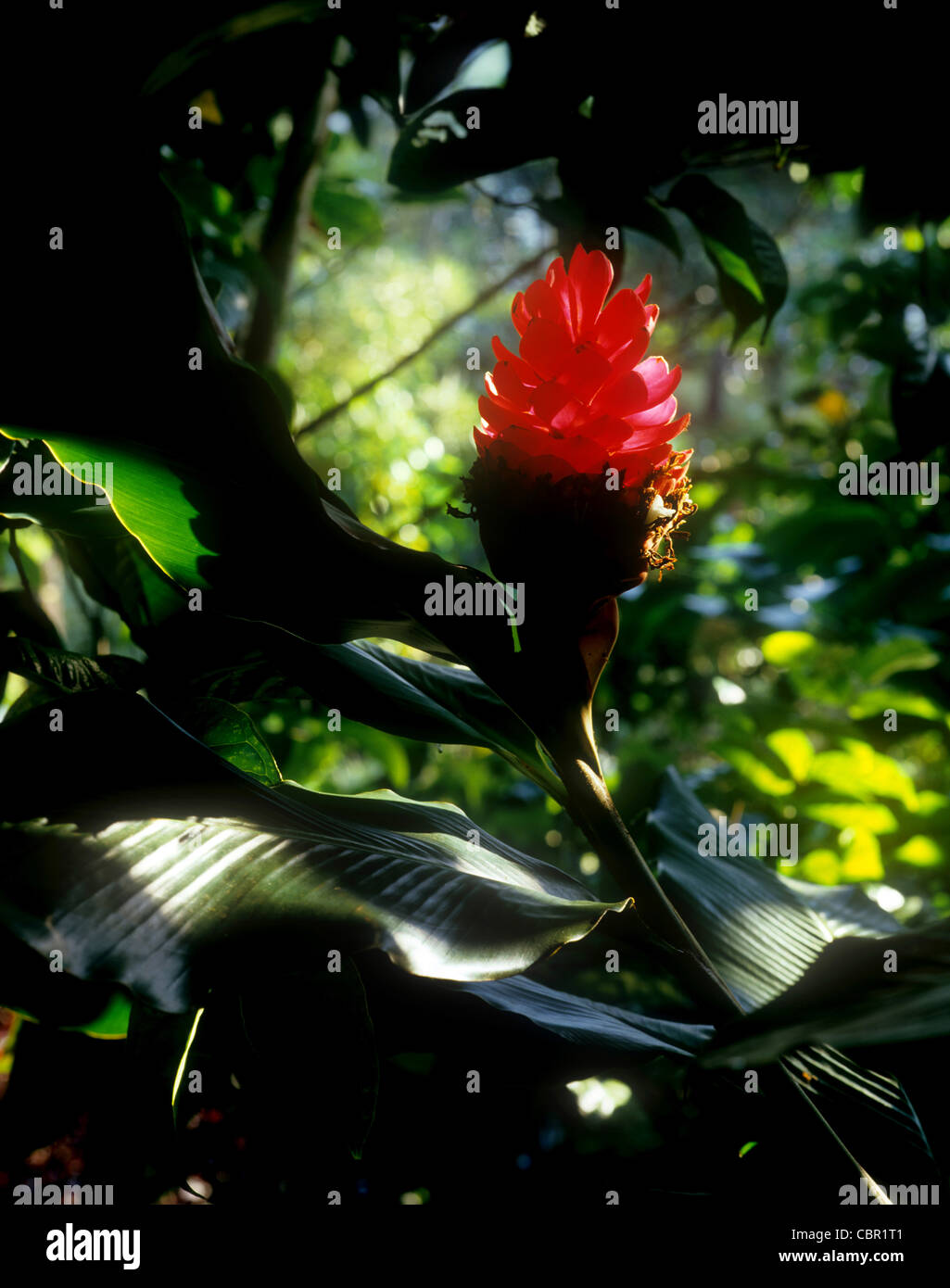 Torch ginger, Flower, Hawaii Stock Photo Alamy
