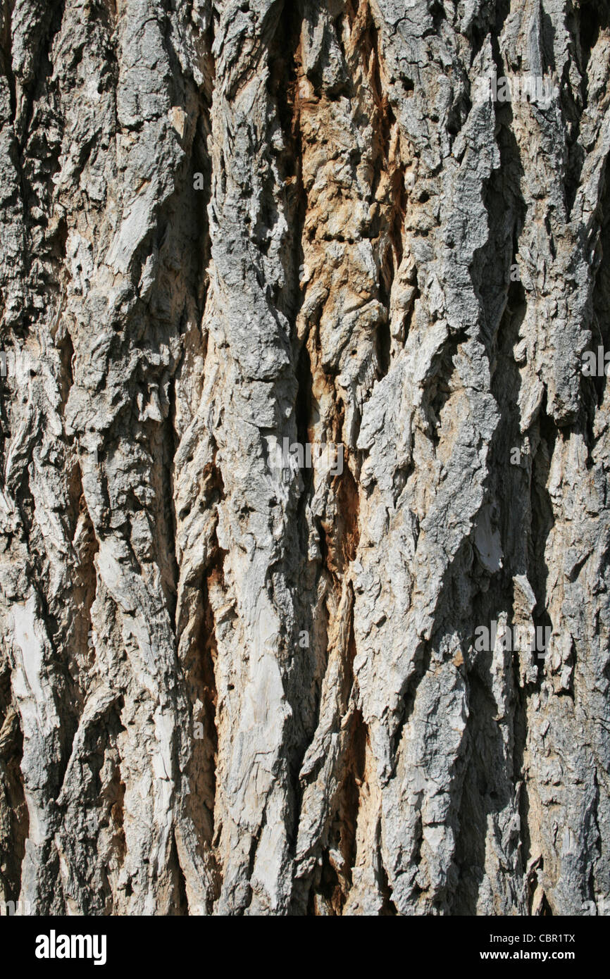 closeup of rough bark on an old cottonwood (populus fremontii) tree trunk Stock Photo