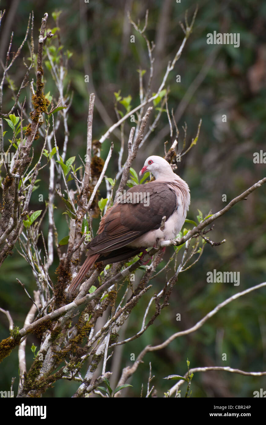 Columba mayeri mauritius hi-res stock photography and images - Alamy