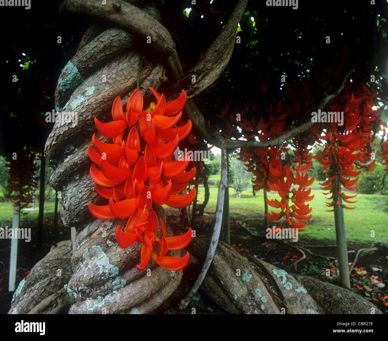 Red Jade vine, Hawaii Stock Photo Alamy