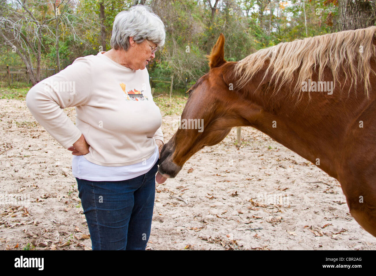 Pocket, one of the Tennessee Walking Horses from Walking Horse Farm,  with trainer. Stock Photo