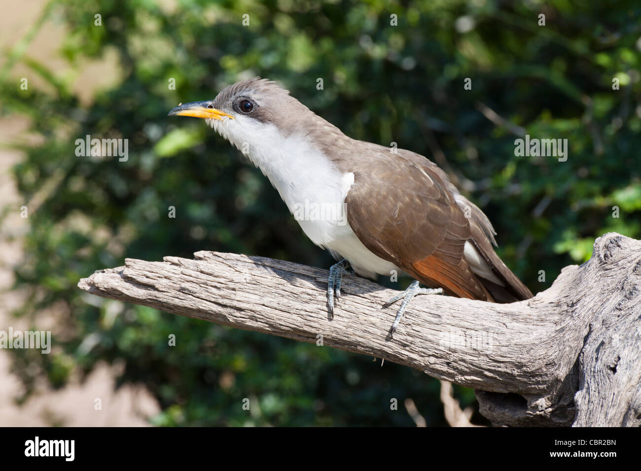 Yellow-billed Cuckoo, Coccyzus americanus, sometimes called the "rain crow" on a ranch in South Texas. Stock Photo