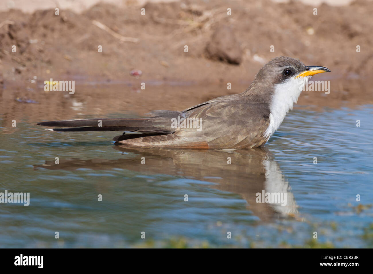 Yellow-billed Cuckoo, Coccyzus americanus, sometimes called the "rain crow" on a ranch in South Texas. Stock Photo