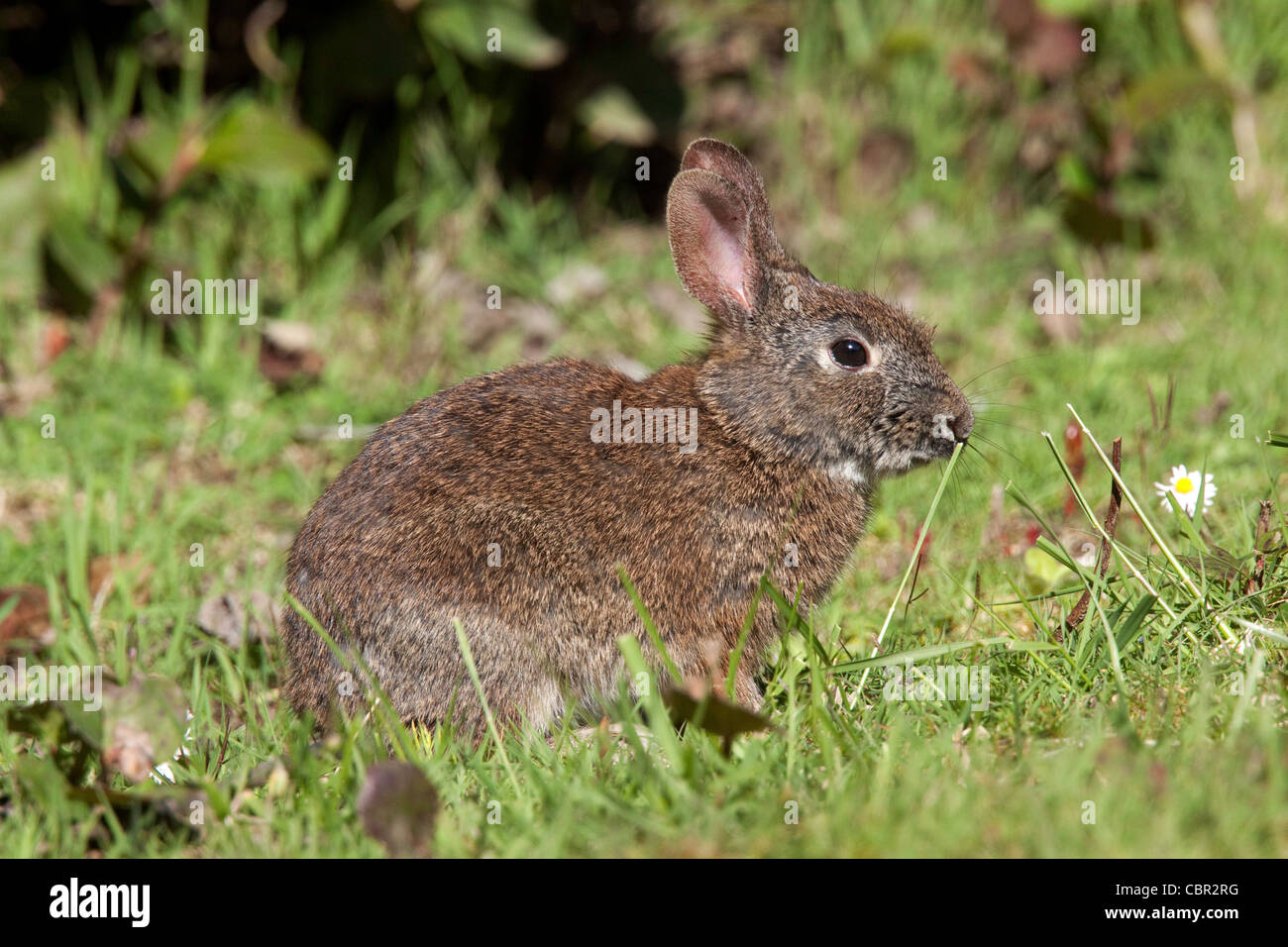 Brush Rabbit Sylvilagus bachmani Newport, California, United States 29  April Adult Leporidae Stock Photo - Alamy