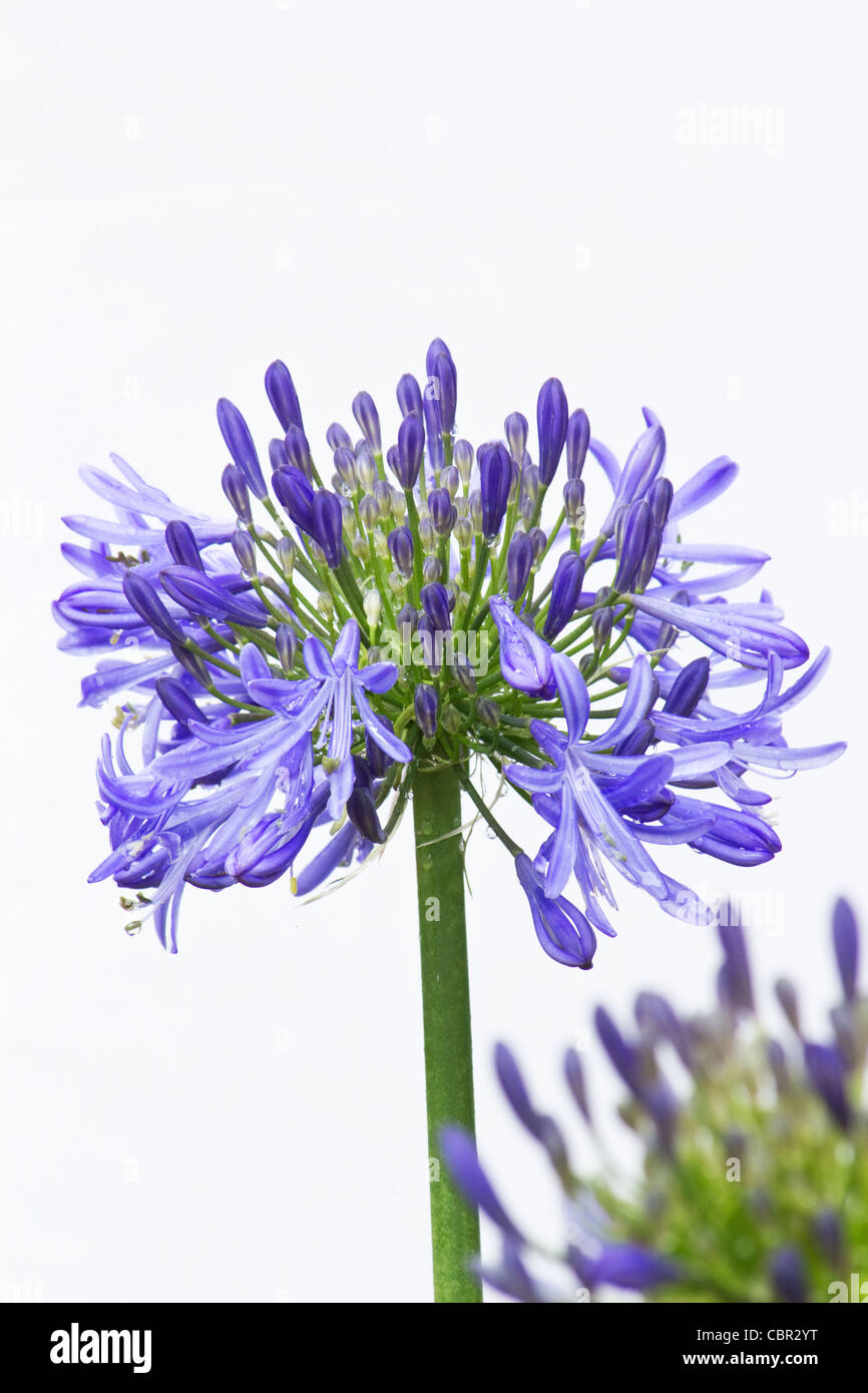 Agapanthus africanus on white background Stock Photo Alamy