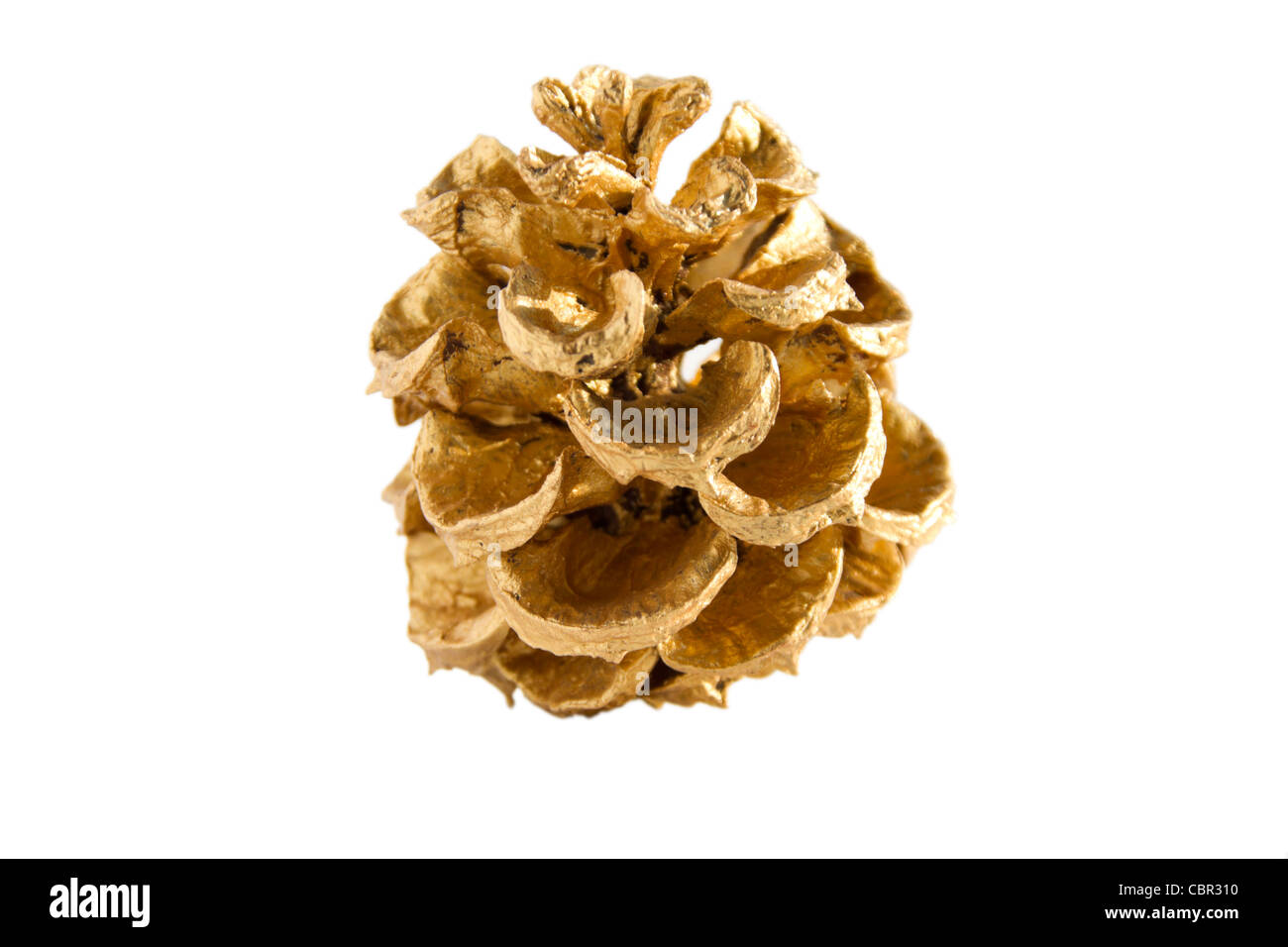 golden pine cones isolated on a white background Stock Photo