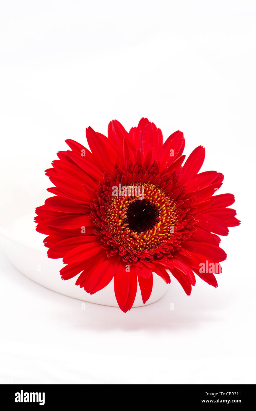 Close-up of red gerbera on white background Stock Photo