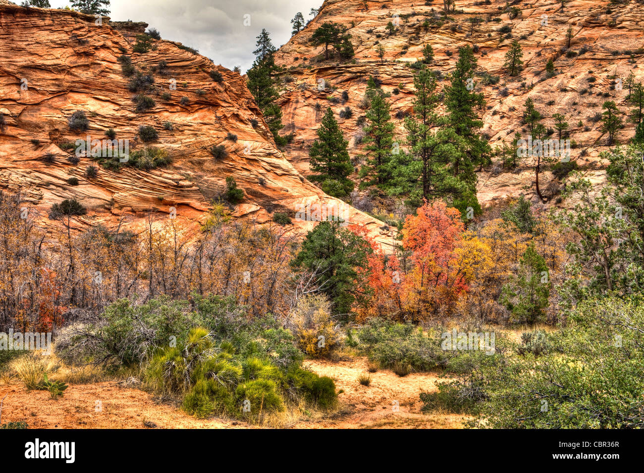 Along Zion Mt. Carmel Highway, Zion National Park, Utah, USA Stock Photo Alamy