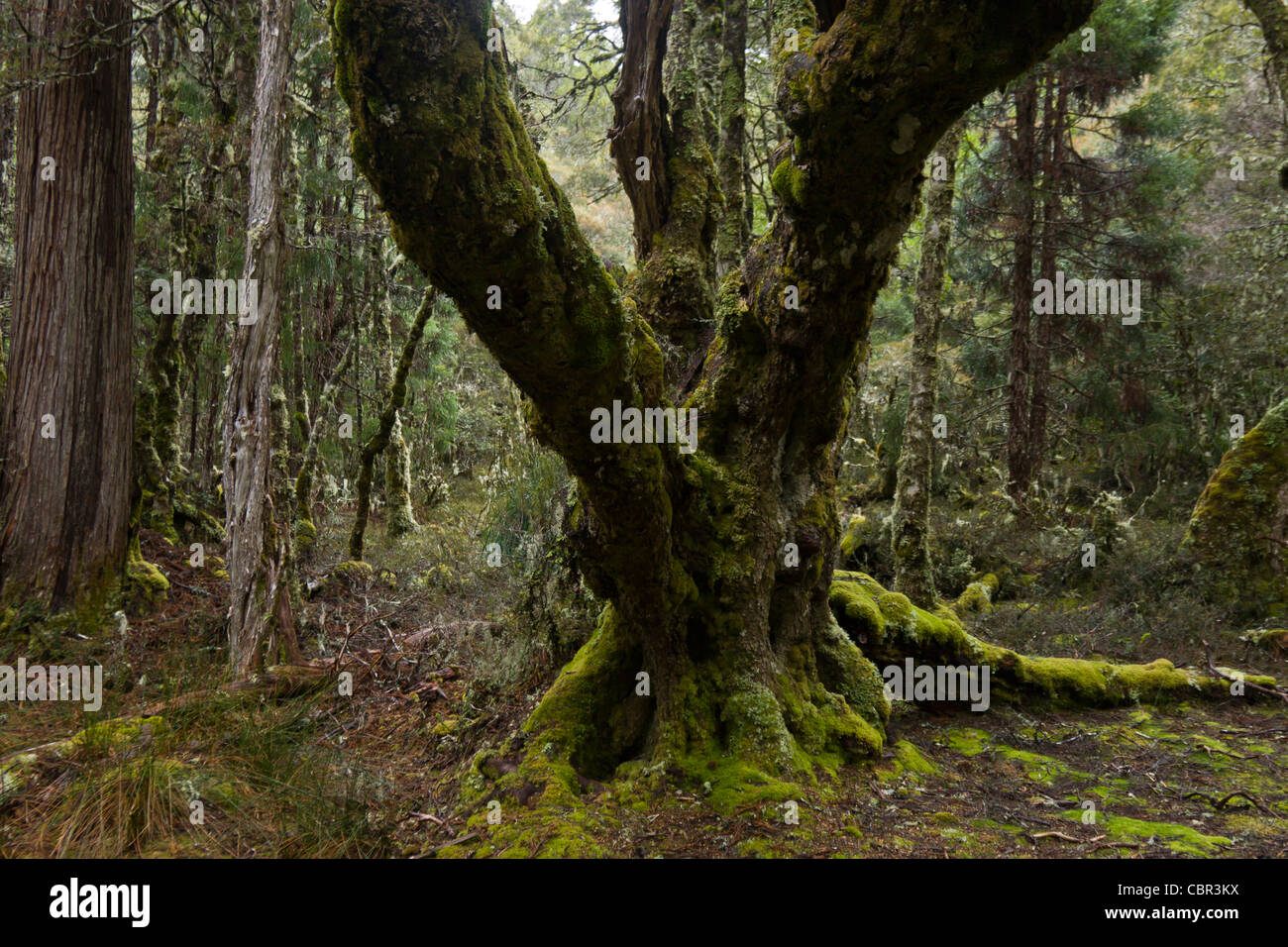 Giant tree in dark wet temperate rainforest in Tasmania Stock Photo Alamy