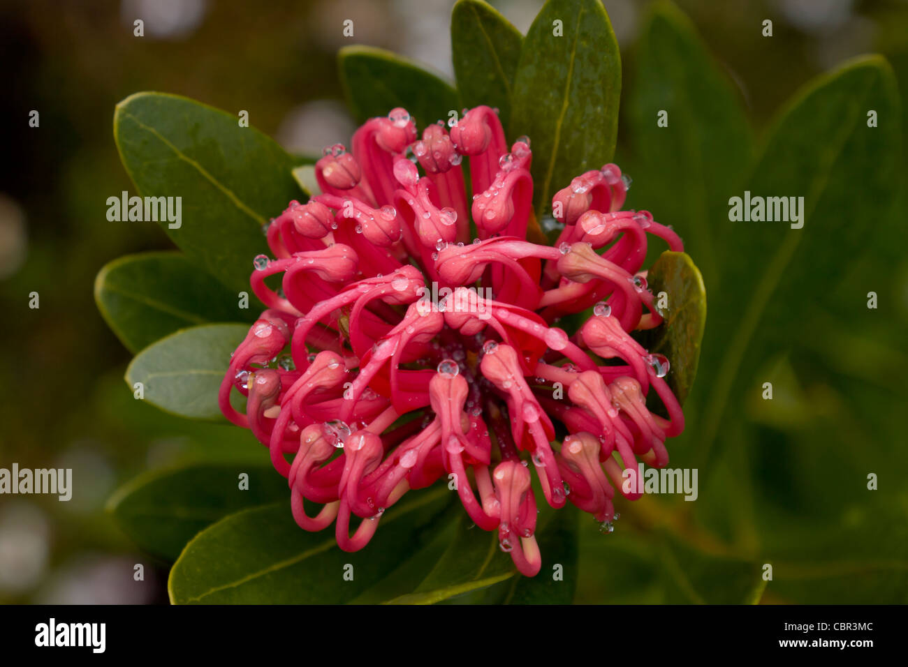 Waratah Flower Hi-res Stock Photography And Images - Alamy