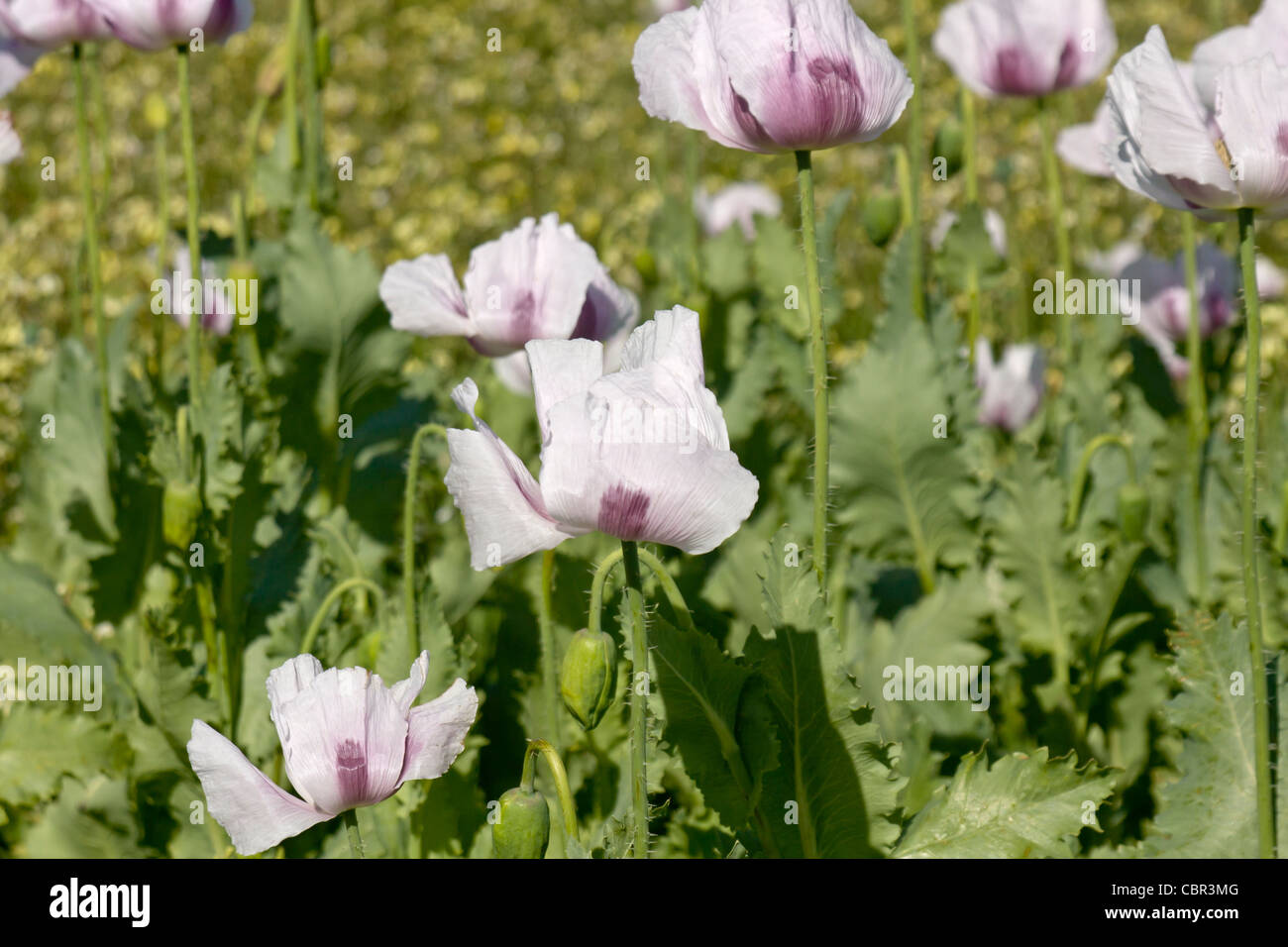 Opium poppies are farmed in northern Tasmania for the pharmaceutical industry Stock Photo