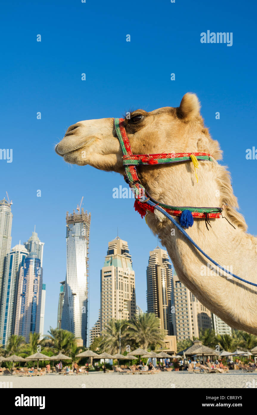 Camel on beach at Jumeirah with new high-rise buildings in New Dubai in United Arab Emirates Stock Photo