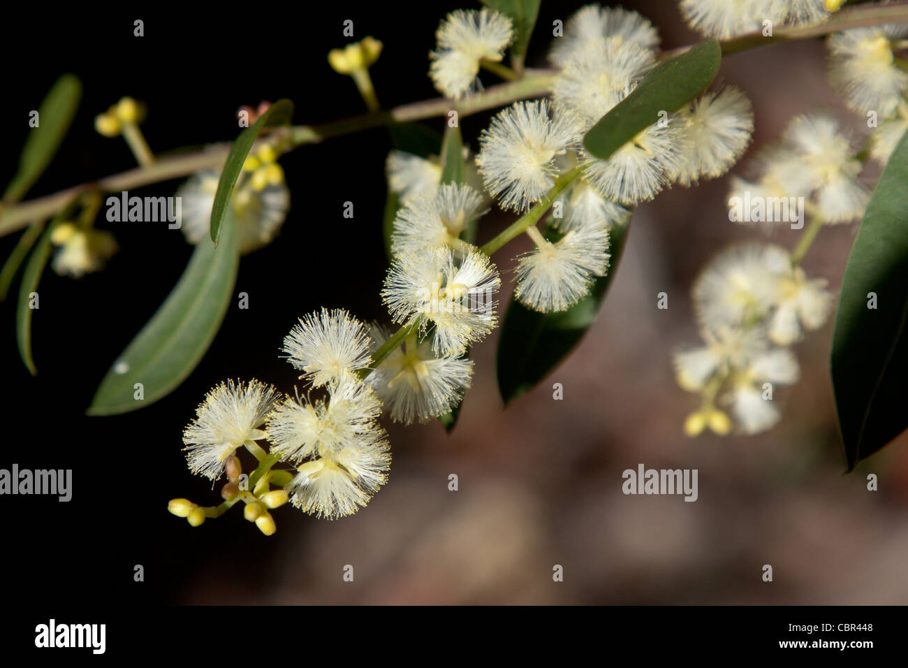 A Sprig of cream - white Acacia melanoxylon flowers and leaves Stock Photo