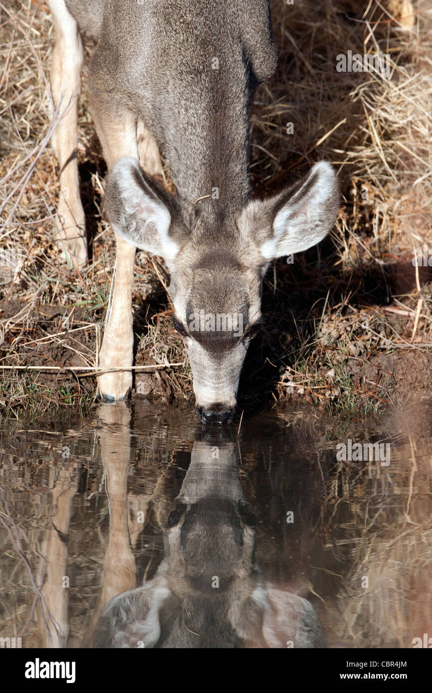 Deer drinking hires stock photography and images Alamy
