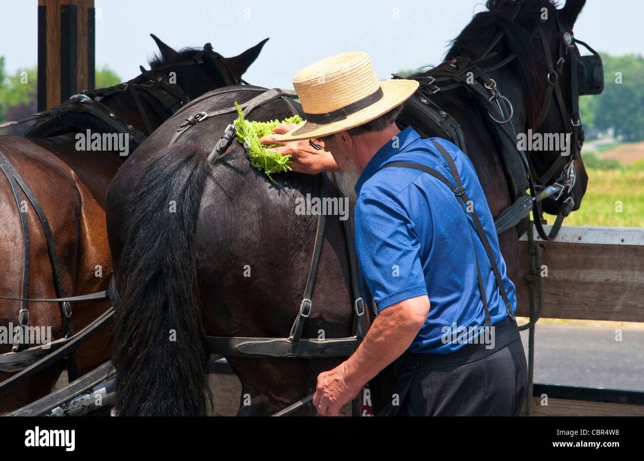 Amish man in old fashioned covered horse carriage on street in Intercourse  Pennsylvania in Lancaster area of Amish country Stock Photo - Alamy