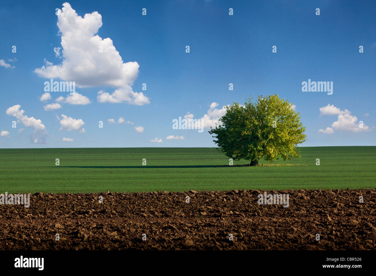 A lonely tree in the middle of a green field landscape, under a deep ...