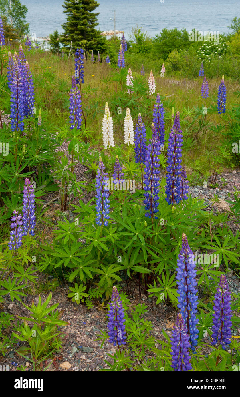 Newfoundland canada trans canada highway hires stock photography and