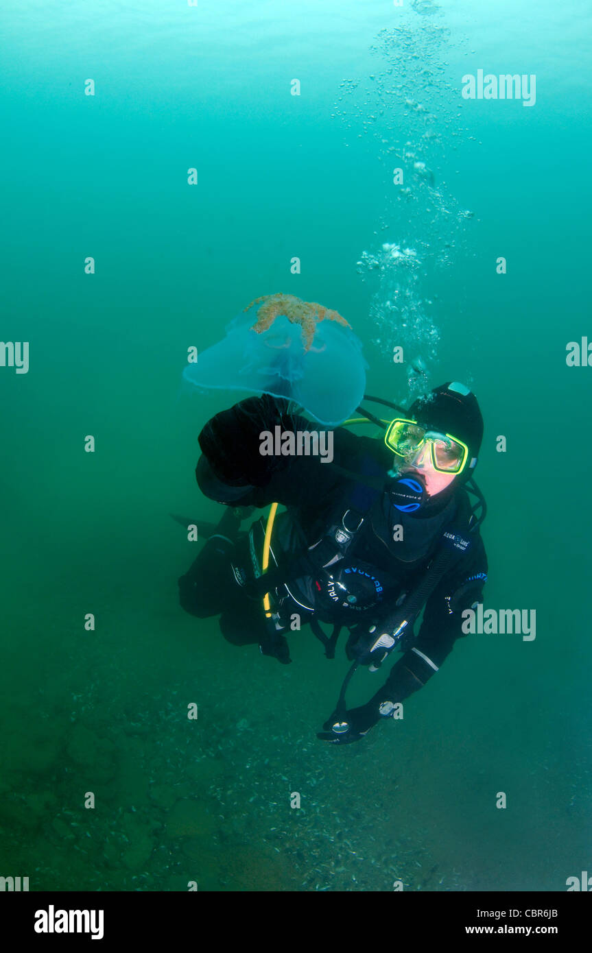 Scuba diver with Common jellyfish (Aurelia aurita), Odessa, Black Sea, Ukraine, Eastern Europe Stock Photo
