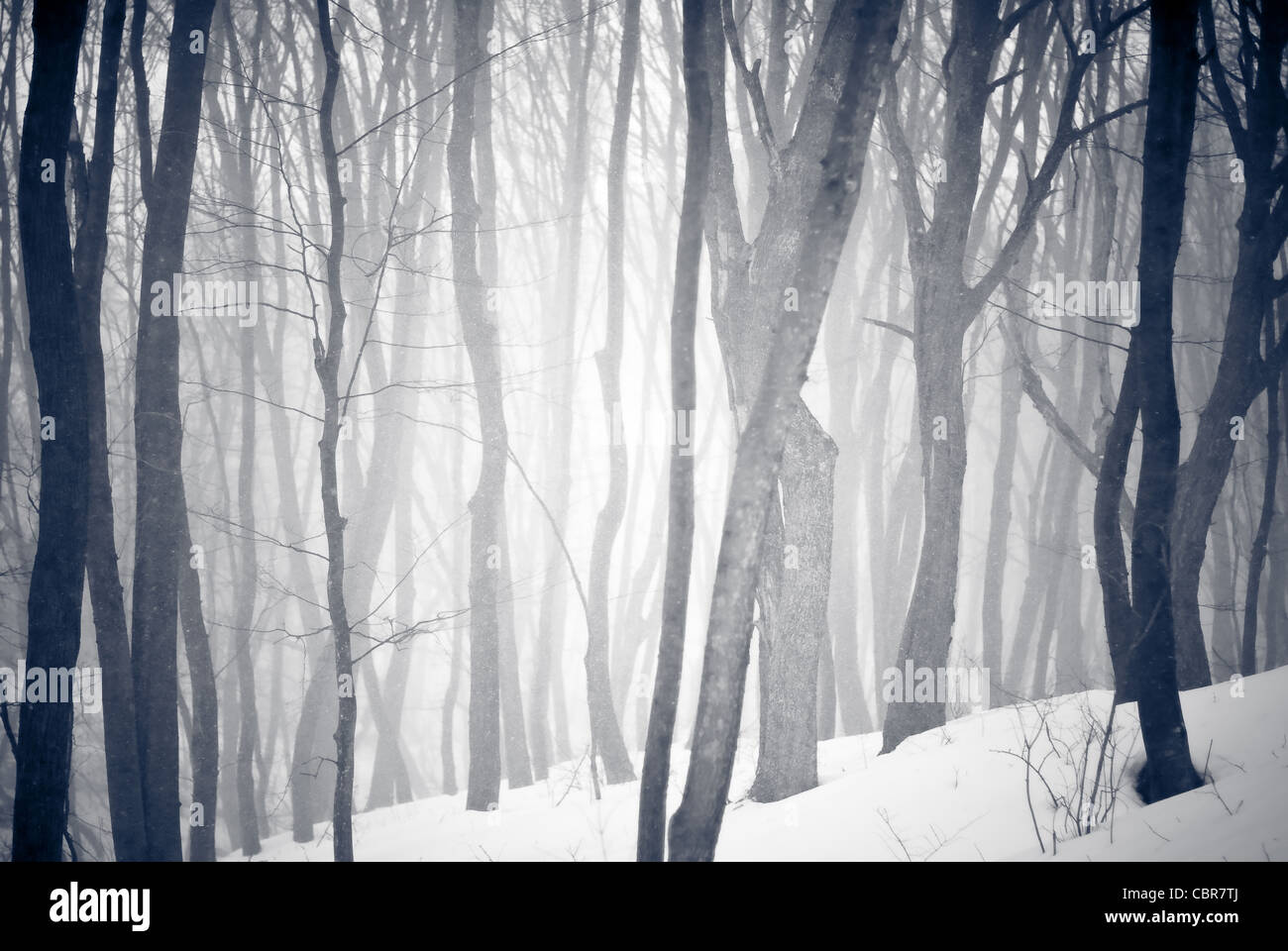 Fog in forest many leafs hi-res stock photography and images - Alamy
