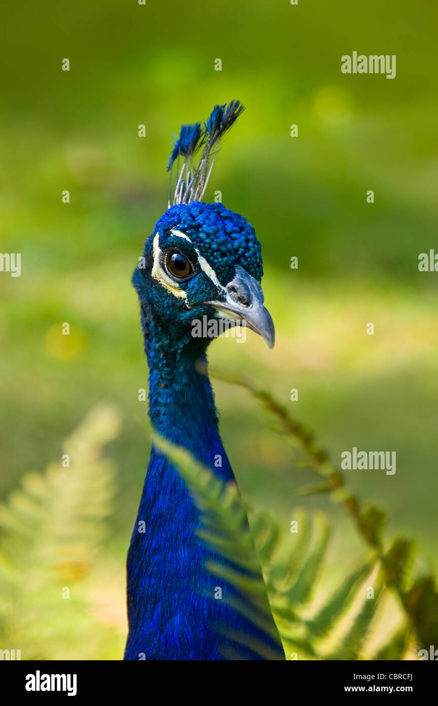 Vertical close up of a male peacock, aka peafowl outside in the