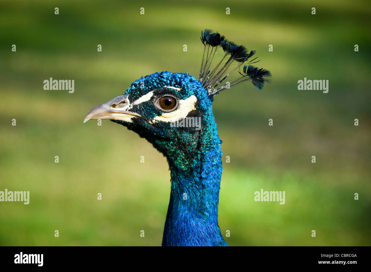 Horizontal close up of a male peacock, aka peafowl outside in the