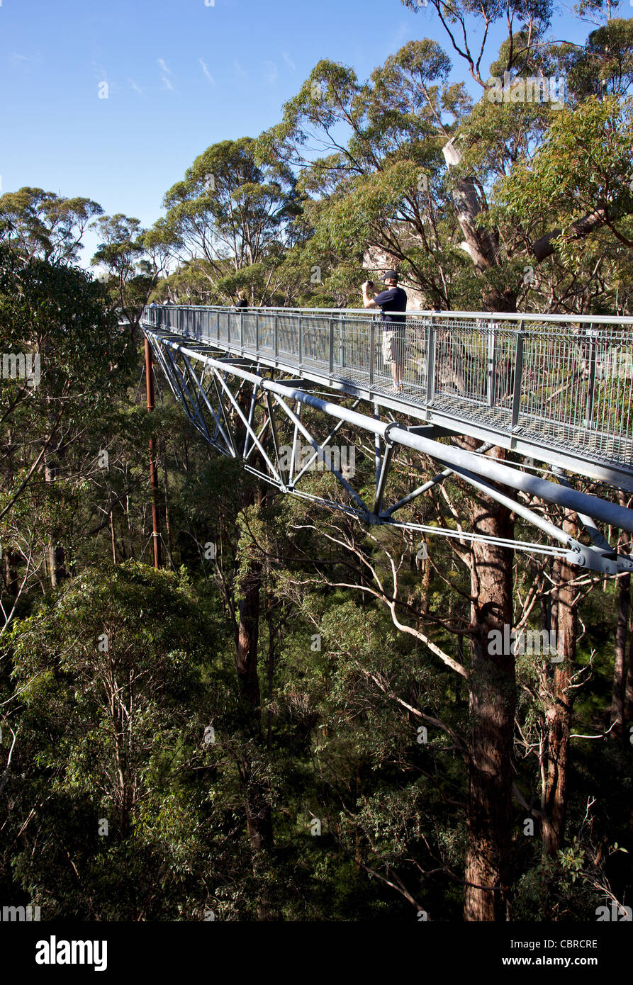 Tourists enjoying the Tree Top Walk, the Valley of the Giants, Walpole
