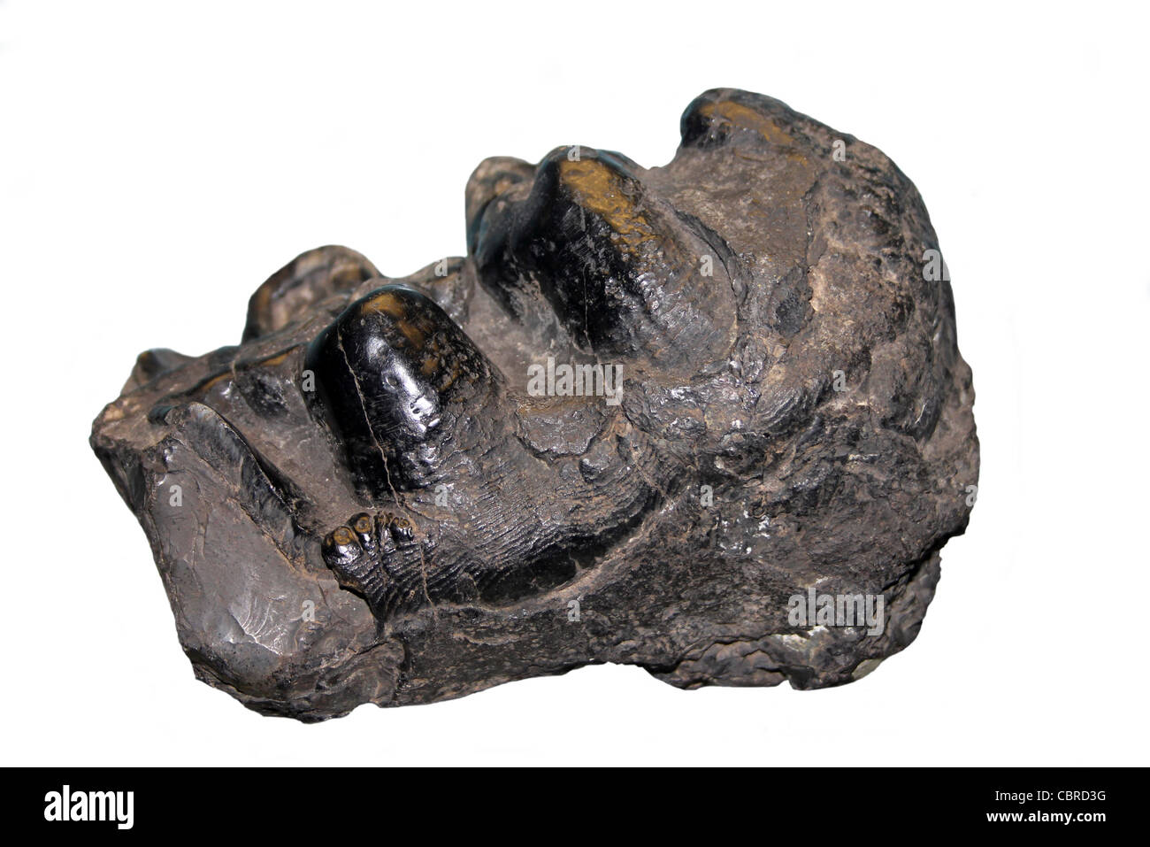 Mastodon Tooth Upper Tertiary Period Stock Photo