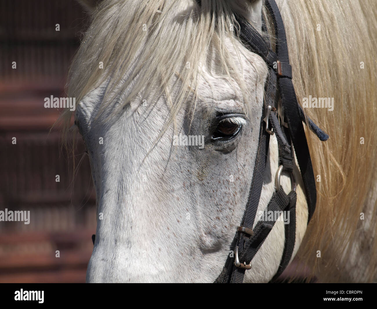 Closeup portrait of a white and gray horse with a light brown mane Stock Photo