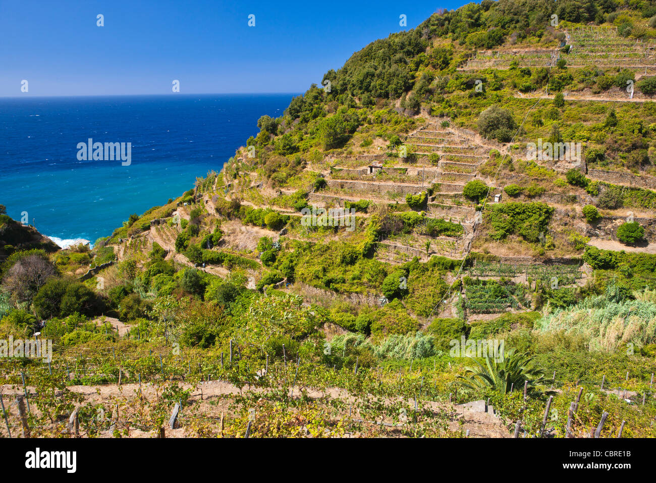 Corniglia (fraction) of the commune of Vernazza in the province of La Spezia, Liguria, northern Italy, Europe Stock Photo