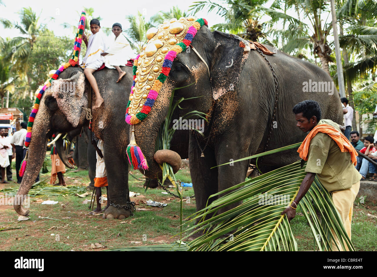 A temple festival in Varkala, Kerala, India, with the elephants being prepared for the parade. Stock Photo