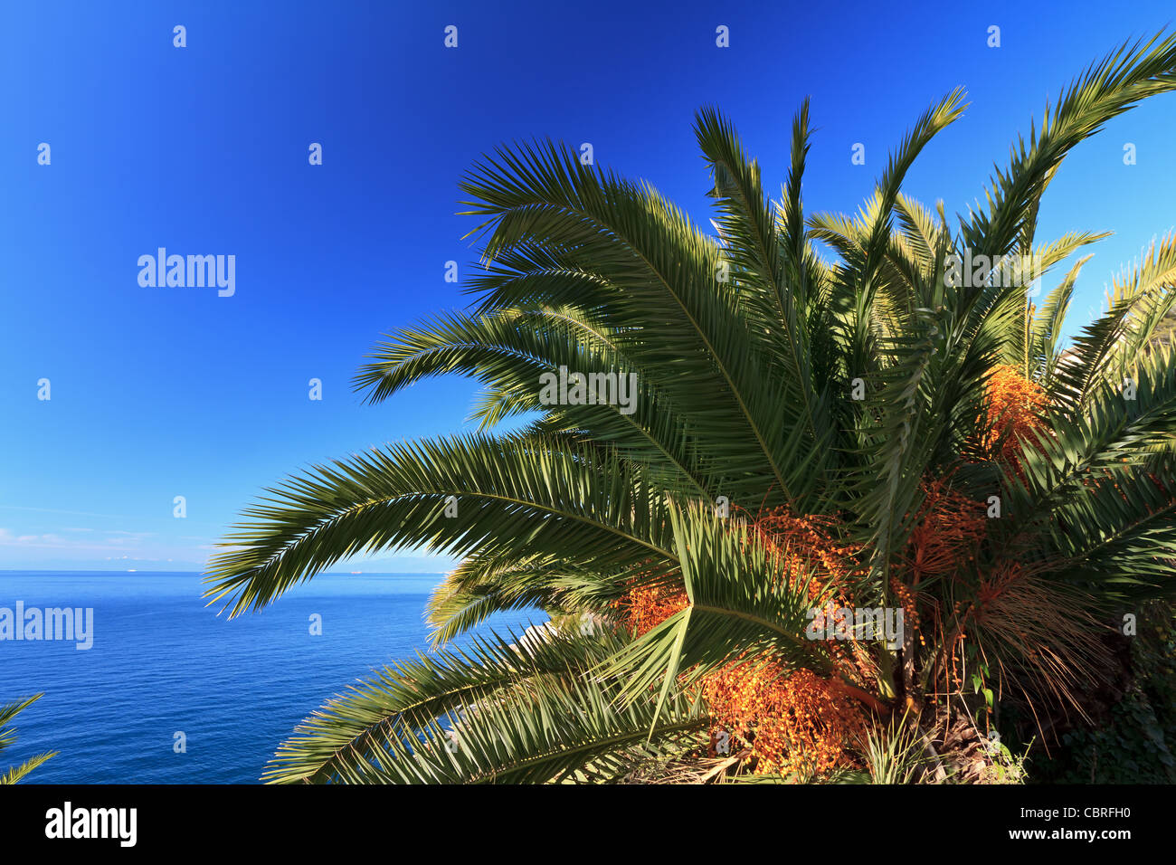 date palm tree with fruits over Mediterranean sea Stock Photo