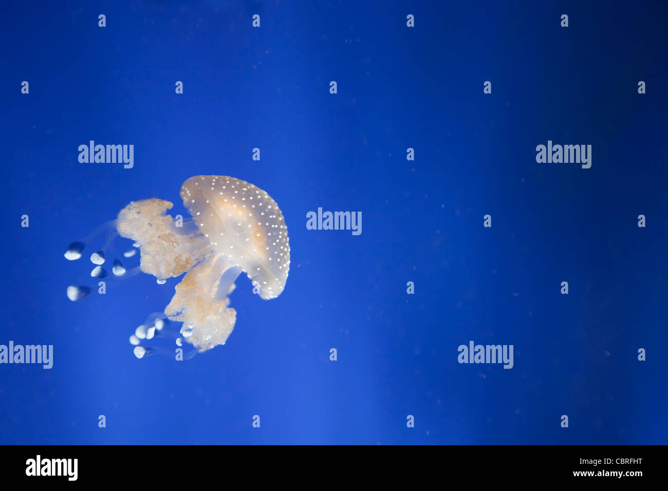 light blue jellyfish in swimming underwater in a aquarium Stock Photo