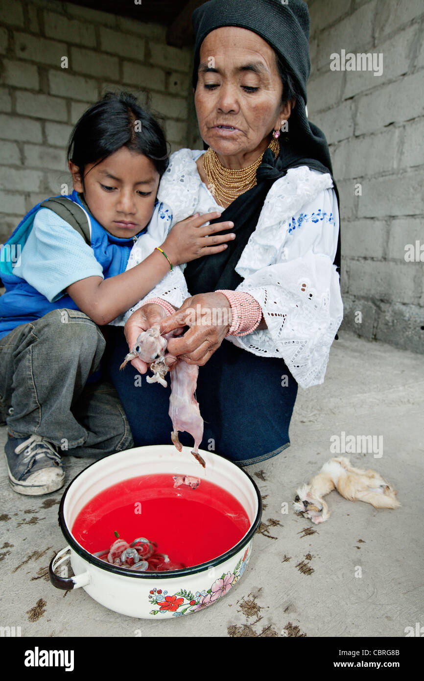 Skinned guinea pig after a traditional healing session (guinea pig