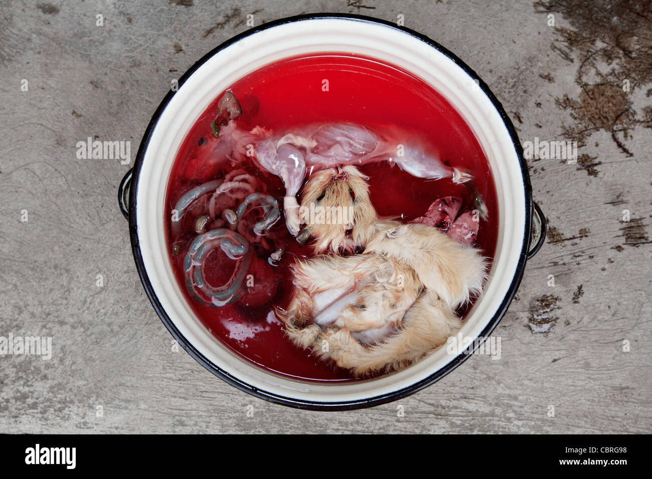 Skinned guinea pig after a traditional healing session (guinea pig massage) in a village near Otavalo, Ecuador. Stock Photo