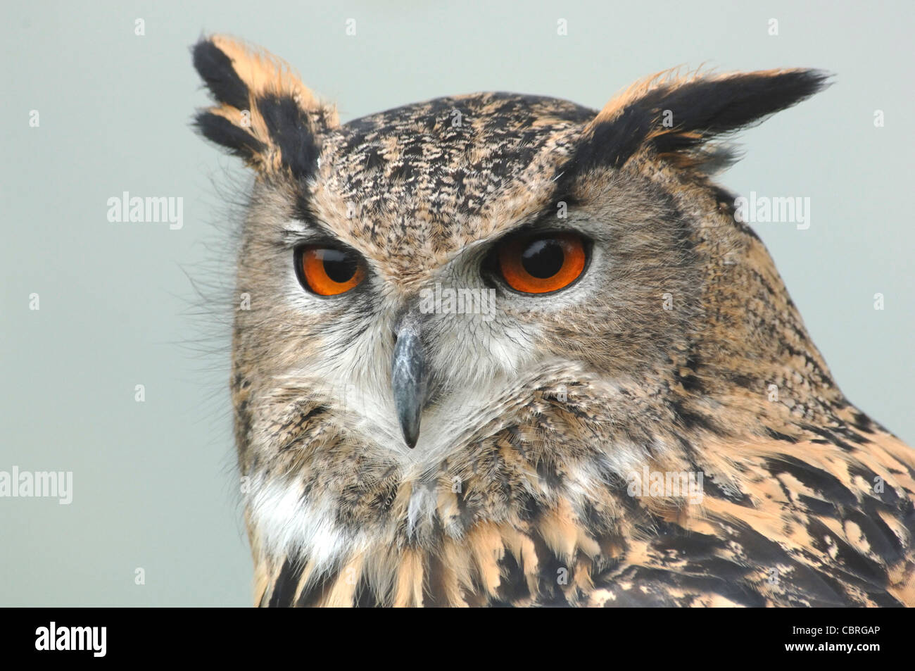 The head of an eagle owl, an avian predator Stock Photo