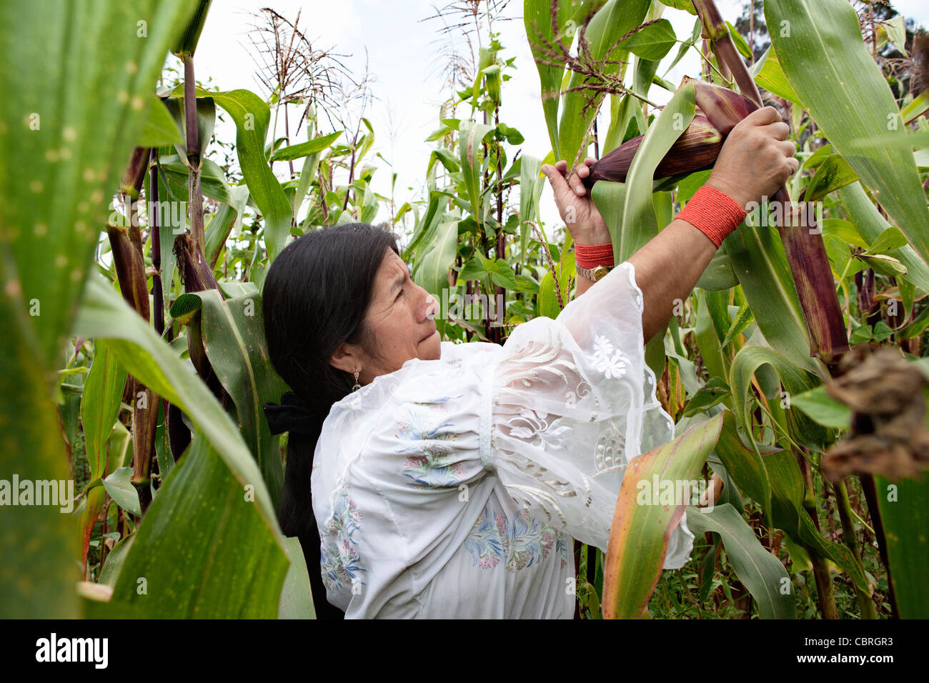 Woman wearing indigenous costume collecting corn (maize) in Otavalo, Ecuador. Stock Photo