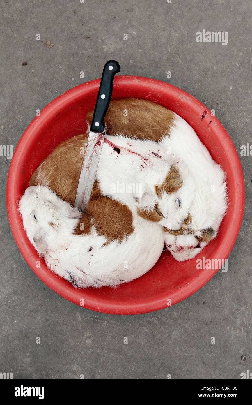 Guinea pigs are one of the most traditional Andean cuisines. Otavalo, Ecuador. Stock Photo