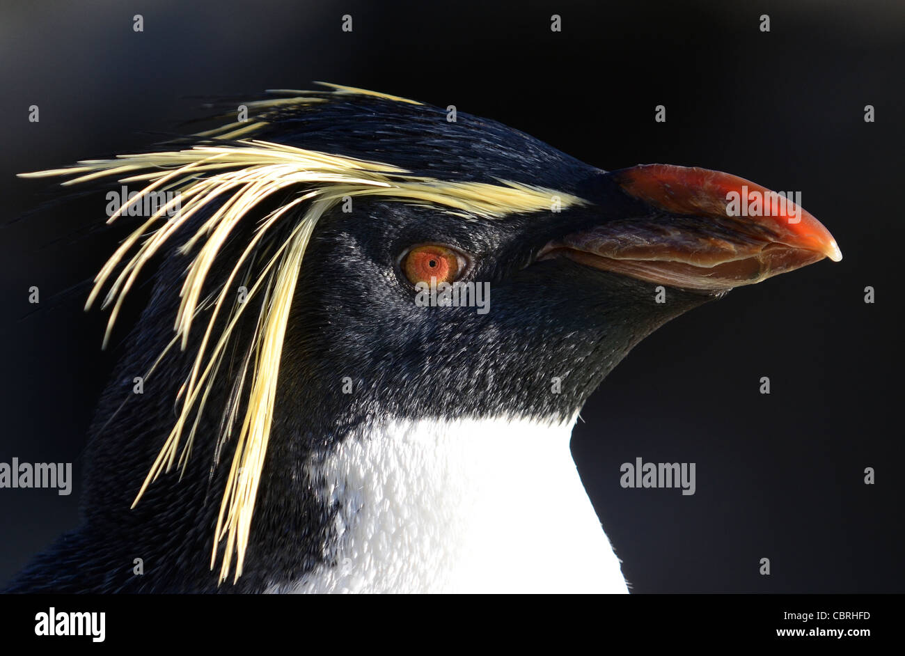 Rock hopper penguin portrait Stock Photo