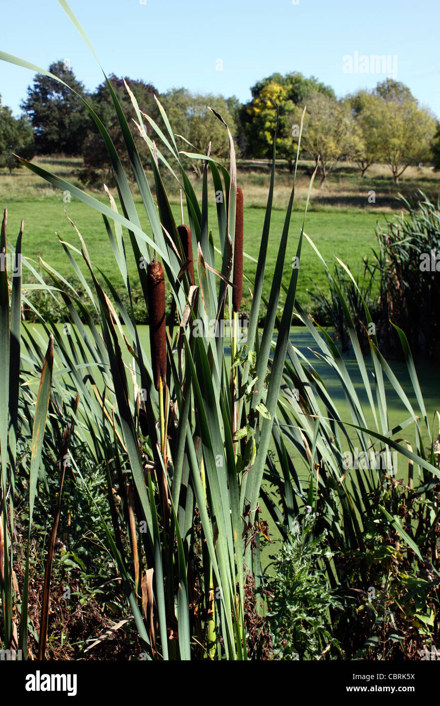 SCIRPUS LACUSTRIS. JUNCUS. BULRUSH. REED MACE Stock Photo - Alamy