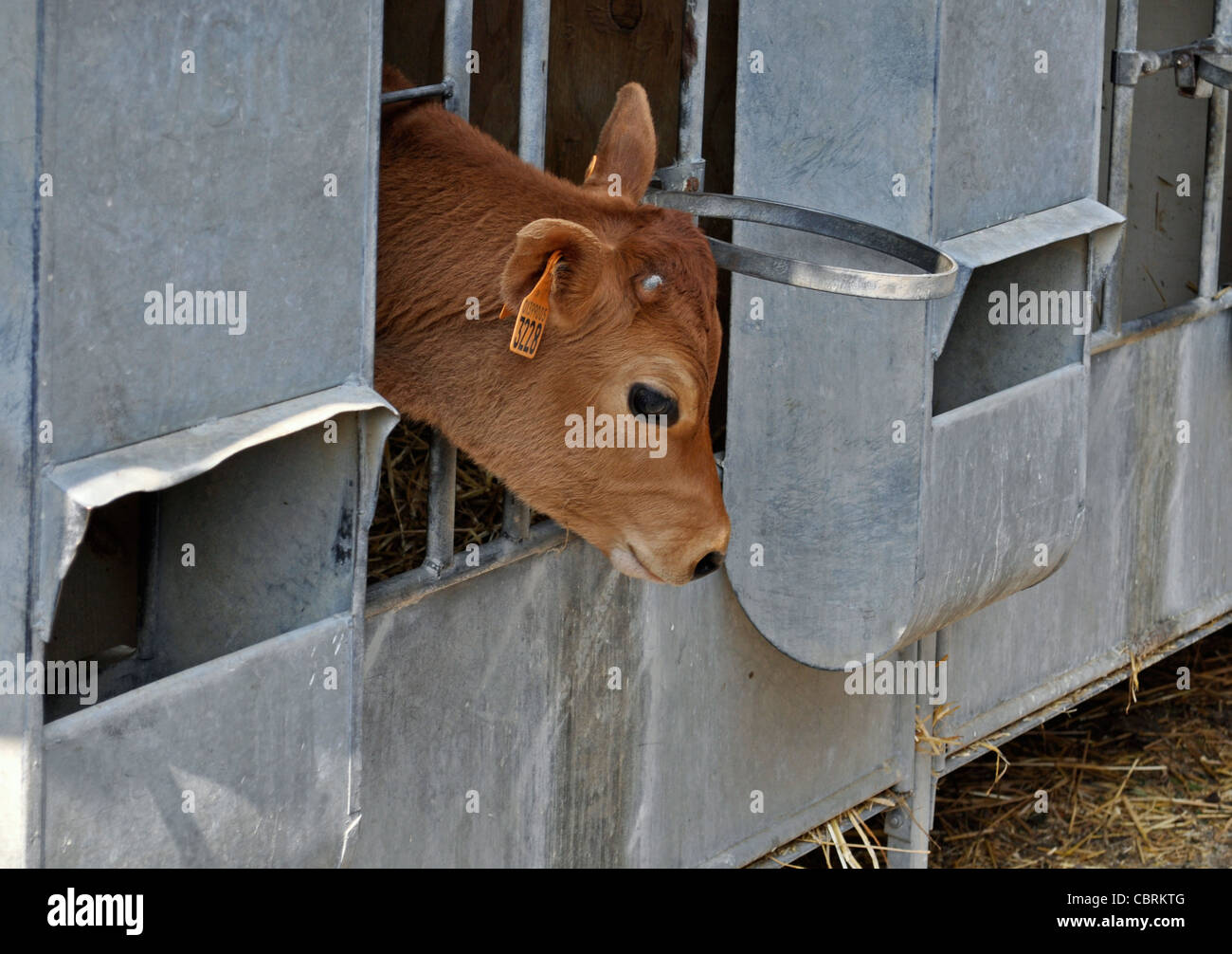 calf in cowshed Stock Photo