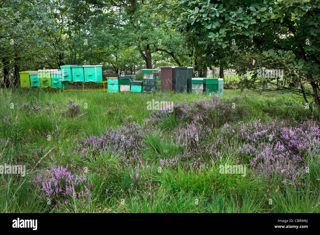 Beehives in purple heathland in summer at the Hoge Kempen National Park, Belgium Stock Photo